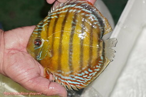 [ wild discus ][ mail order ]la-gopala KONI b Lad red [ individual sale ]17cm( organism )