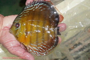 [ wild discus ][ mail order ]la-gopala KONI b Lad red [ individual sale ]16cm( organism )