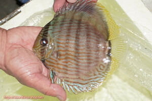 [ wild discus ][ mail order ]ya moon da blue moon brilliant [ individual sale ]16cm( organism )