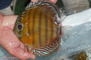 [ wild discus ][ mail order ]la-gopala KONI b Lad red [ individual sale ]16cm( organism )