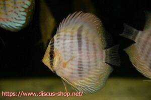 [ wild discus ][ mail order ] rio ne Glo hekeru[5 pcs ][ sample image ]10cm( organism )