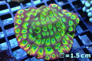 [ coral ]kikmeisisp.(Spicy Lemon Favia)( individual sale )( organism )