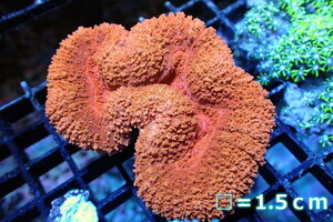【サンゴ】ハナガタサンゴ（Ultra Grade)【UCA/オーストラリア産】Mサイズ（個体販売）（生体）