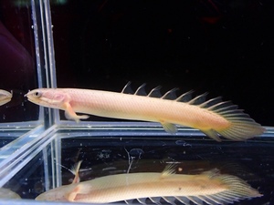 【淡水魚】ポリプテルス セネガルス【1匹 サンプル画像】(±5-7cm)（大型魚）