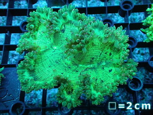 [ coral ] trumpet coral ( pink chip )SM size ( individual sale )No.5( organism )