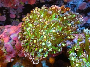 [ coral ] is length coral (Metallic Green Stem)( individual sale )(±8-10cm)No.2( organism )