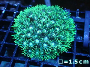 [ coral ] is length coral (Special Green)S size ( individual sale )No.5( organism )