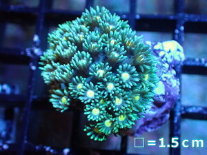 [ coral ] is length coral (Special Green/Yellow Core )S size ( individual sale )No.3( organism )