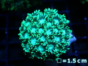 [ coral ] is length coral (Special Green)S size ( individual sale )No.4( organism )