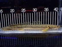 【淡水魚】【通販】激安 No2 ポリプテルス エンドリケリー コンギクス(ビチャー) ワイルド【個体販売】(±25cm)_画像1