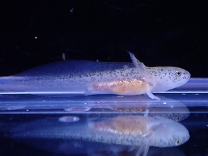 [ пресноводная рыба ][ почтовый заказ ]u-pa- LOOPER baby мрамор [1 шт образец изображение ](±2cm)(u-pa- LOOPER )