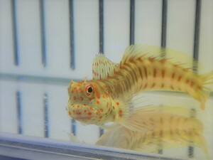 【海水魚・ギンポ】【数量限定特価♪】モンツキカエルウオ （Red Spot)(1匹)±5-7cm　(サンプル画像）（生体）