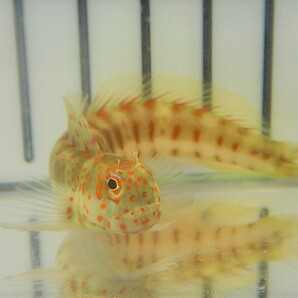 【海水魚・ギンポ】【数量限定特価♪】モンツキカエルウオ （Red Spot)(1匹)±5-7cm (サンプル画像）（生体）の画像3