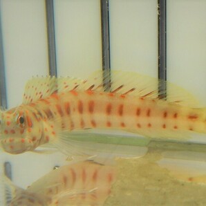 【海水魚・ギンポ】【数量限定特価♪】モンツキカエルウオ （Red Spot)(1匹)±5-7cm (サンプル画像）（生体）の画像2
