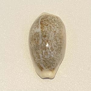 タカラガイ　リュウキュウダカラ　貝標本　貝殻
