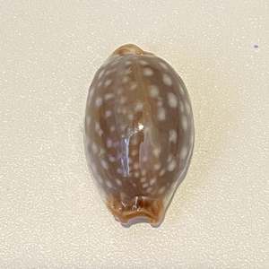 タカラガイ　千葉県産シボリダカラ　貝標本　貝殻