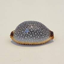 タカラガイ　千葉県産サメダカラ　貝標本　貝殻_画像2