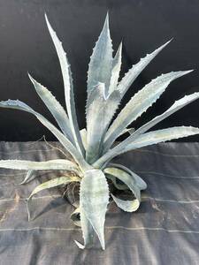 Agave americana sp アガベ　アメリカーナ　特大株　美株　3