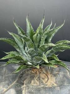 Agave salmiana v ferox Logan Calhoun アガベ　フェロックス ローガンカルホーン　特大株　美株