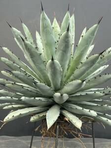 Agave macroacantha verde アガベ　マクロアカンサ　ベルデ　標本　大株　美株 