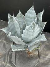 Agave colorata Hakugakuden アガベ コロラータ　武蔵坊　白岳殿　大株　美株 _画像5