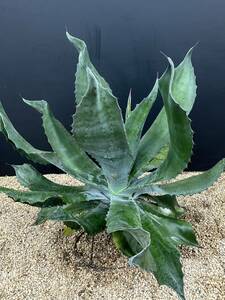 Agave salmiana v.feroxCrazy Horse アガベ　サルミアナ　フェロックス　クレイジーホース 美株　特大株　1