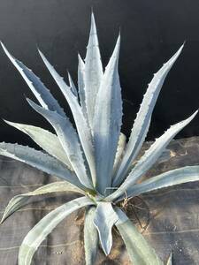 Agave americana sp アガベ　アメリカーナ　特大株　美株　4