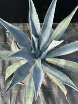 Agave americana sp アガベ　アメリカーナ　特大株　美株　4_画像2