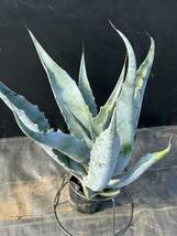 Agave sobria ssp. sobria アガベ　ソブリア　美株_画像4