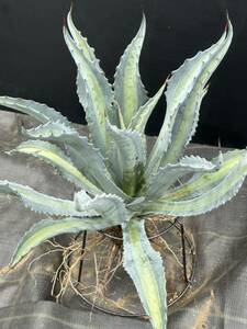 Agave americana v.expansa mediopicta pallida アガベ　エクスパンサ　パリーダ　美株　大株　2