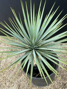 Yucca rigida yucca ligida