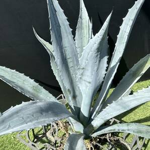 Agave americana sp アガベ アメリカーナ 特大株 美株 1の画像4