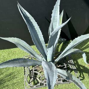 Agave americana sp アガベ アメリカーナ 特大株 美株 1の画像8