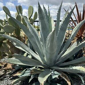 Agave americana sp アガベ アメリカーナ 特大株 美株 1の画像10