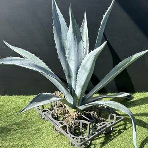 Agave americana sp アガベ アメリカーナ 特大株 美株 1の画像7