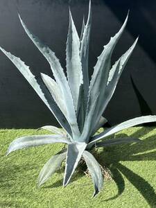 Agave americana sp アガベ　アメリカーナ　特大株　美株　3