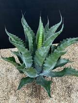 Agave salmiana v ferox Logan Calhoun アガベ　フェロックス ローガンカルホーン　大株　美株_画像6