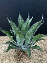 Agave salmiana v ferox Logan Calhoun アガベ　フェロックス ローガンカルホーン　大株　美株_画像5