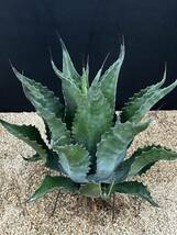 Agave salmiana v ferox Logan Calhoun アガベ　フェロックス ローガンカルホーン　大株　美株_画像1