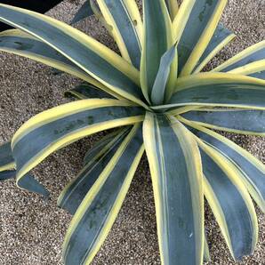 Agave Weberi Arizona Star アガベ ウェベリー アリゾナスター 特大株 美株 ドデカイ！の画像5