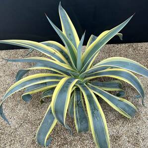 Agave Weberi Arizona Star アガベ ウェベリー アリゾナスター 特大株 美株 ドデカイ！の画像8