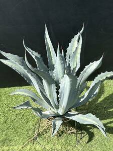 Agave americana v.expansa mediopicta pallida アガベ　エクスパンサ　パリーダ　美株　大株　2