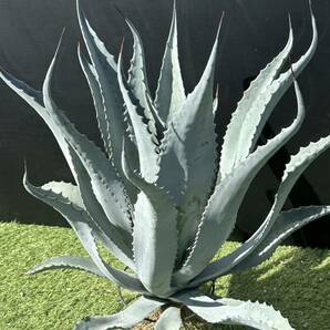 Agave americana v.expansa mediopicta pallida アガベ エクスパンサ パリーダ の斑抜け 極美株 特大株 の画像6