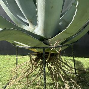 Agave americana v.expansa mediopicta pallida アガベ エクスパンサ パリーダ の斑抜け 極美株 特大株 の画像10