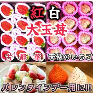 食べ比べ!!紅白極味苺大玉セット【古都華】と【天使のいちご】のギフト仕様一箱づつ ホワイトデー ひな祭りお雛様 花見 