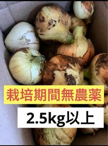 新たまねぎ 農家直送 静岡県 浜松市 篠原産 2.5キロ ブランド野菜 玉ねぎ