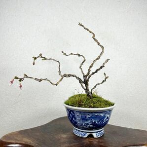 富士桜　湖上の舞　盆栽