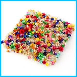 [ stock sale ] Star flower resin for 200 piece entering Mini small flower pressed flower material dry flower nails pendant DIY hand 