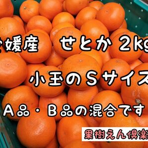 愛媛産せとかＳサイズ　Ａ品・Ｂ品混合