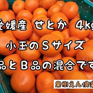 せとか４kg　小玉ＳサイズＡ・Ｂ品混合　愛媛産